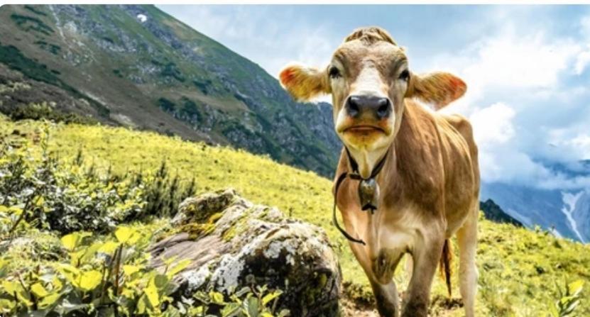 Ferienwohnung Weber Alpenveilchen Lechbruck Dış mekan fotoğraf